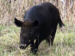 (Eurasian Wild Pig) female face (Eurasian Wild Pig) female face