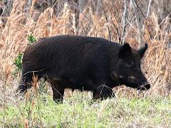 (Eurasian Wild Pig) female profile (Eurasian Wild Pig) female profile
