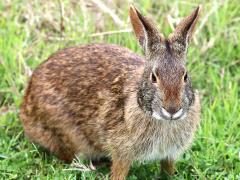 (Marsh Rabbit) face (Marsh Rabbit) face
