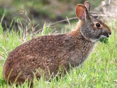 (Marsh Rabbit) feeding (Marsh Rabbit) feeding