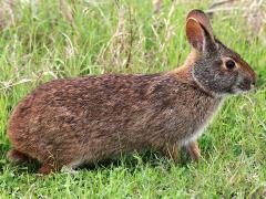 (Marsh Rabbit) profile (Marsh Rabbit) profile