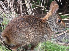 (Marsh Rabbit) rear (Marsh Rabbit) rear