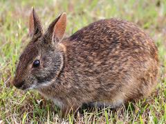 (Marsh Rabbit) sitting (Marsh Rabbit) sitting