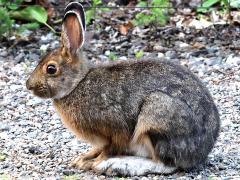 (Snowshoe Hare) profile (Snowshoe Hare) profile