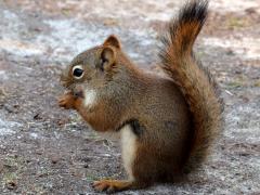 (American Red Squirrel) nibbling (American Red Squirrel) nibbling