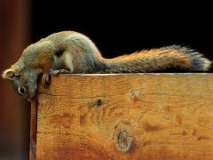 (American Red Squirrel) profile (American Red Squirrel) profile