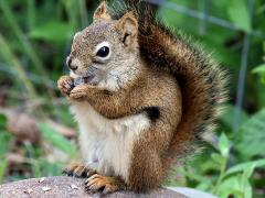 (American Red Squirrel) nibbling (American Red Squirrel) nibbling