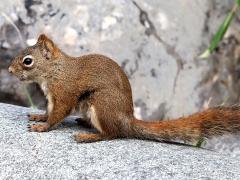 (American Red Squirrel) profile (American Red Squirrel) profile