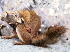 (American Red Squirrel) scratching (American Red Squirrel) scratching