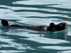 (Sea Otter) kenyoni floating (Sea Otter) kenyoni floating