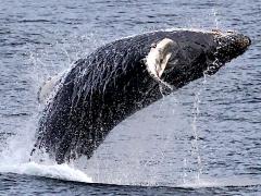(Humpback Whale) breaching (Humpback Whale) breaching