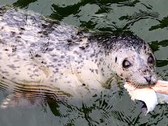 (Harbor Seal) face (Harbor Seal) face