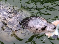 (Harbor Seal) feeding (Harbor Seal) feeding