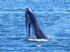 (Humpback Whale) breaching profile (Humpback Whale) breaching profile