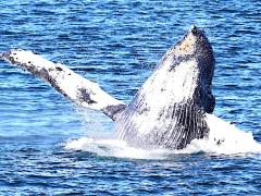 (Humpback Whale) breaching ventral (Humpback Whale) breaching ventral