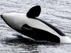 (Orca) breaching side (Orca) breaching side