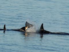 (Orca) fluke (Orca) fluke