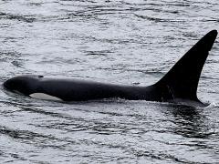 (Orca) profile (Orca) profile