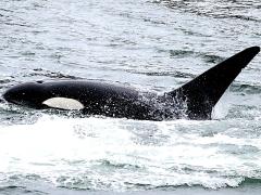 (Orca) swimming (Orca) swimming