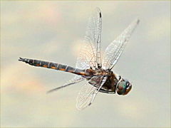 (Common Baskettail) male cruising (Common Baskettail) male cruising
