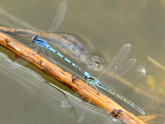 (Familiar Bluet) flying tandem (Familiar Bluet) flying tandem