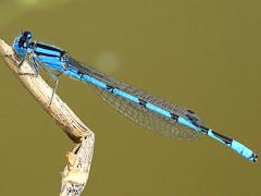 (Familiar Bluet) male (Familiar Bluet) male