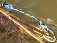 (Familiar Bluet) ovipositing (Familiar Bluet) ovipositing