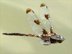 (Prince Baskettail) male cruising (Prince Baskettail) male cruising