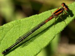 (Eastern Forktail) female teneral (Eastern Forktail) female teneral
