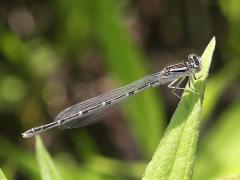 (Tule Bluet) female (Tule Bluet) female