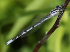 (Familiar Bluet) male (Familiar Bluet) male