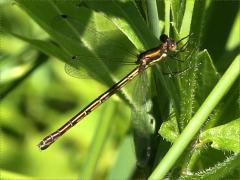 (Spotted Spreadwing) female (Spotted Spreadwing) female