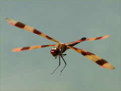 (Halloween Pennant) male hovering (Halloween Pennant) male hovering
