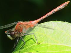 (White-faced Meadowhawk) male (White-faced Meadowhawk) male