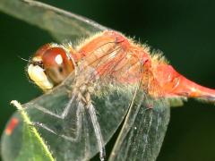 (White-faced Meadowhawk) male head (White-faced Meadowhawk) male head