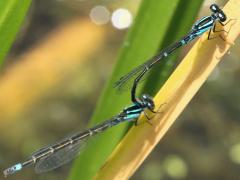 (Skimming Bluet) mating tandem (Skimming Bluet) mating tandem
