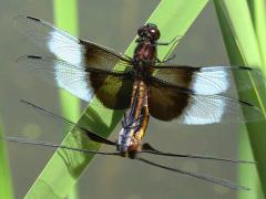 (Widow Skimmer) mating wheel (Widow Skimmer) mating wheel