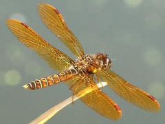 (Eastern Amberwing) male (Eastern Amberwing) male