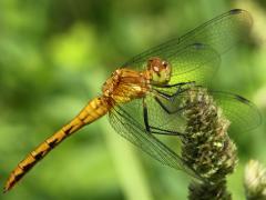 (White-faced Meadowhawk) female (White-faced Meadowhawk) female