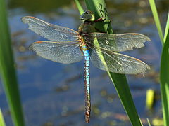(Common Green Darner) male (Common Green Darner) male