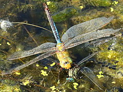 (Common Green Darner) male fighting male Unicorn Clubtail (Common Green Darner) male fighting male Unicorn Clubtail