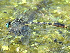 (Unicorn Clubtail) male (Unicorn Clubtail) male