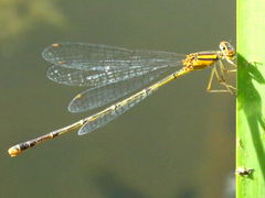 (Orange Bluet) female (Orange Bluet) female