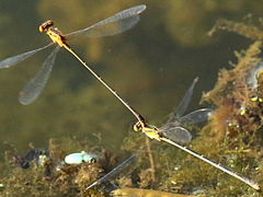 (Orange Bluet) flying tandem (Orange Bluet) flying tandem
