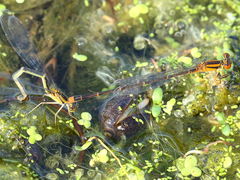 (Orange Bluet) laying (Orange Bluet) laying