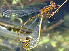 (Orange Bluet) mating wheel (Orange Bluet) mating wheel