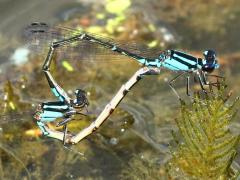 (Skimming Bluet) mating wheel (Skimming Bluet) mating wheel