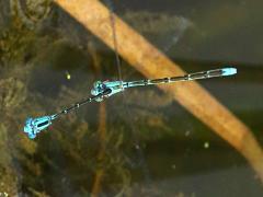 (Slender Bluet) flying tandem front (Slender Bluet) flying tandem front