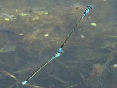 (Slender Bluet) flying tandem rear (Slender Bluet) flying tandem rear