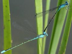 (Slender Bluet) mating tandem (Slender Bluet) mating tandem